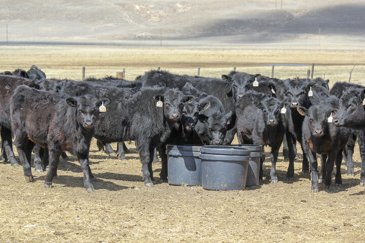 Black calves eating mineral from a tub