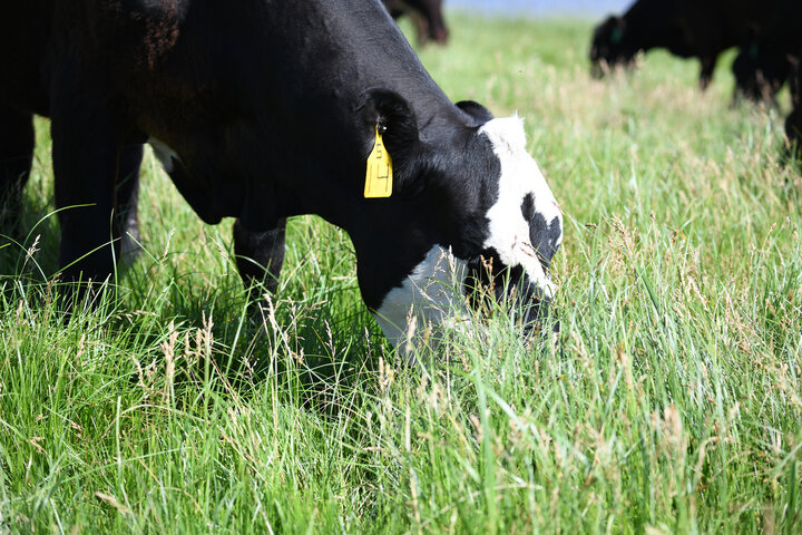 Cow grazing lush green forages.  Photo credit: Troy Walz