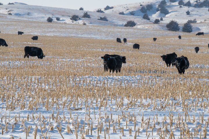 Cows grazing corn residue