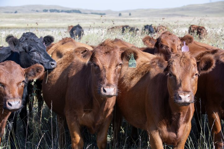 Heifers in a pasture