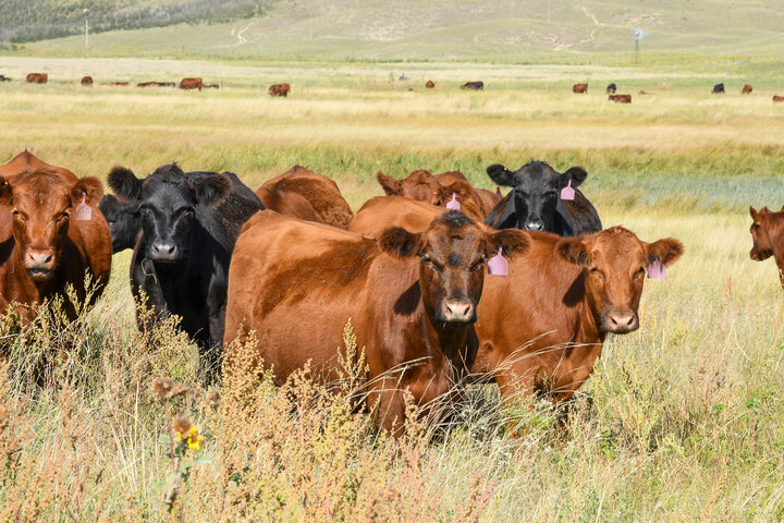Yearling heifers grazing on a meadow