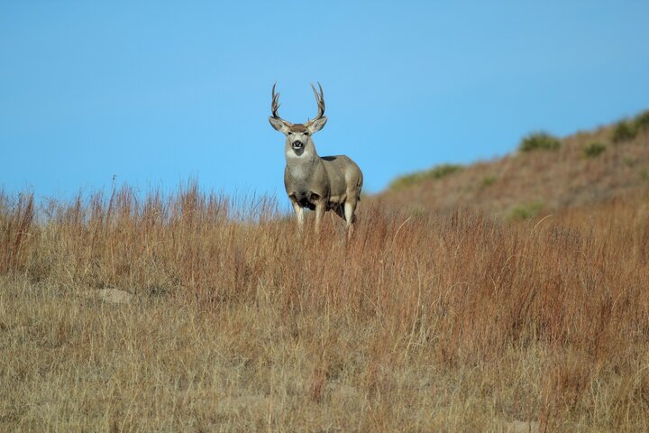 Mule deer