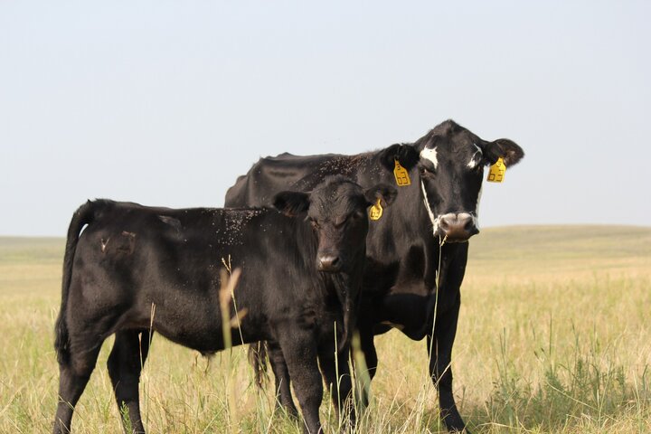 Cow and calf grazing
