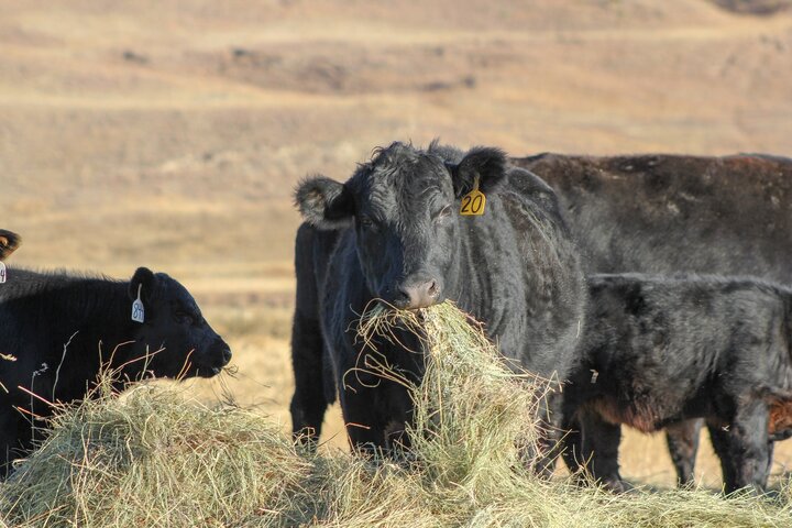 Cow eating meadow hay