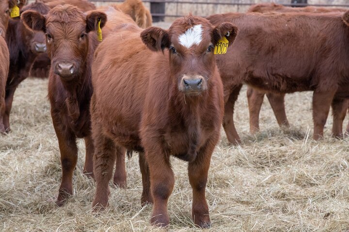 Weaned Calf