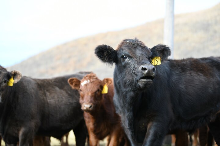 Weaned calves