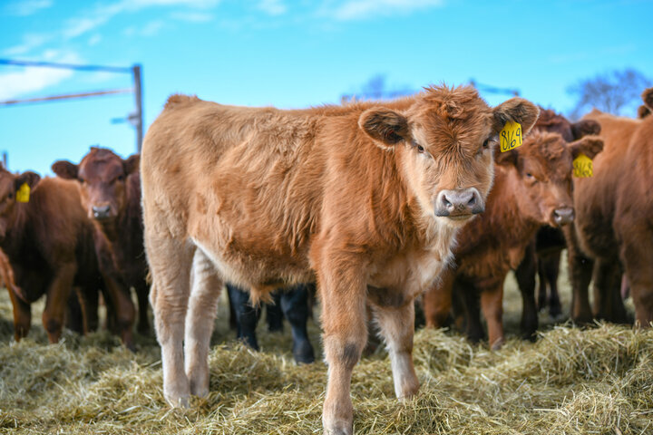 Weaned calves