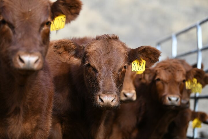 Weaned calves