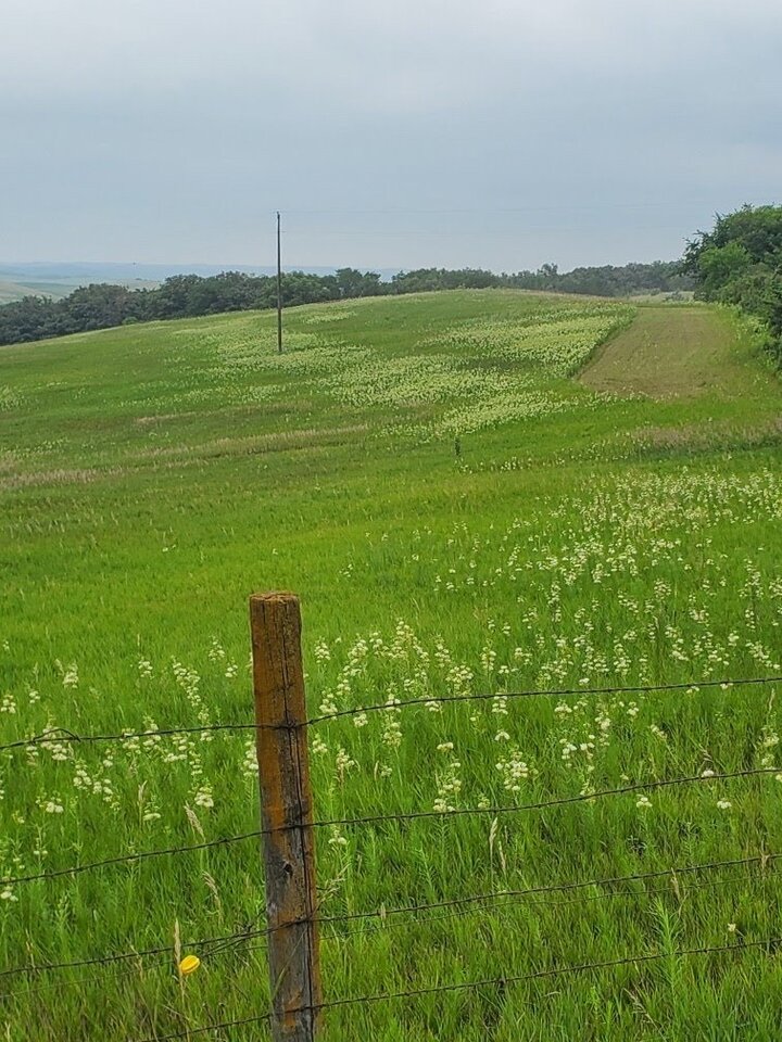 Whirled milkweed in the pasture.  