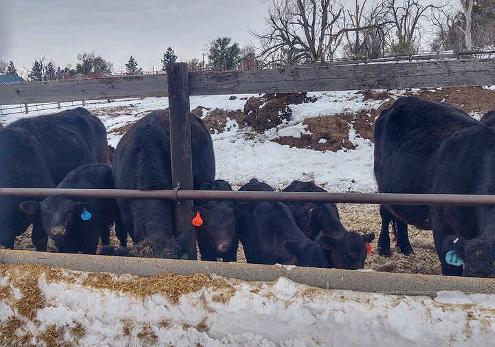 Cows and calves in confinement