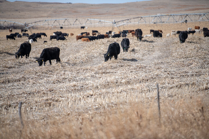 Cattle grazing windrowed summer annuals