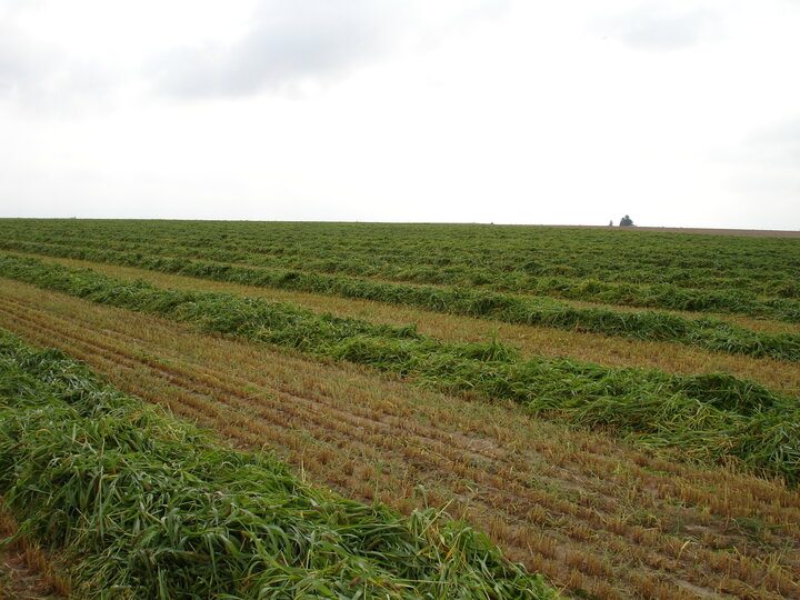 Windrows to be grazed