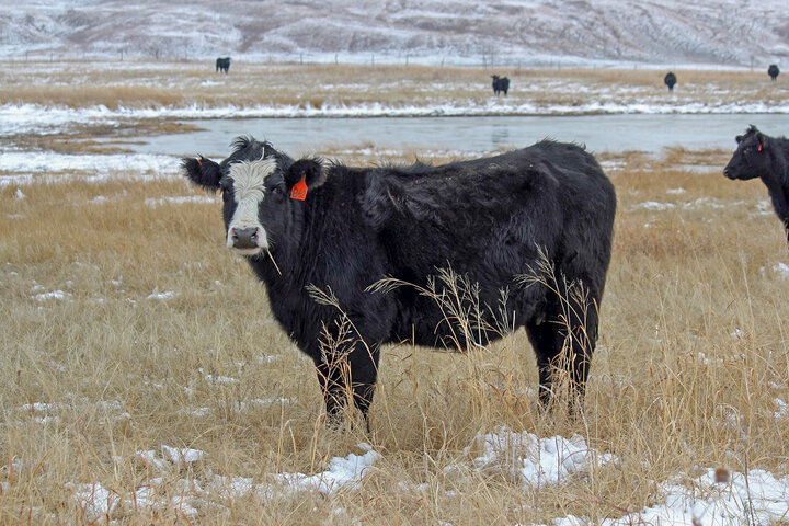 cattle grazing in winter