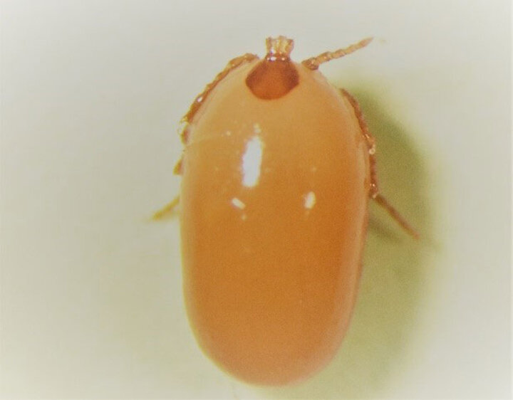 Figure 1. Engorged nymph, winter tick. Photo credit Dave Boxler.