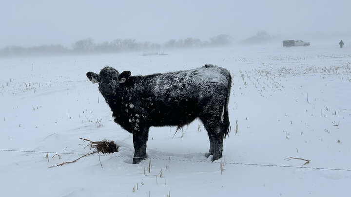 Cattle in a very snowy pasture