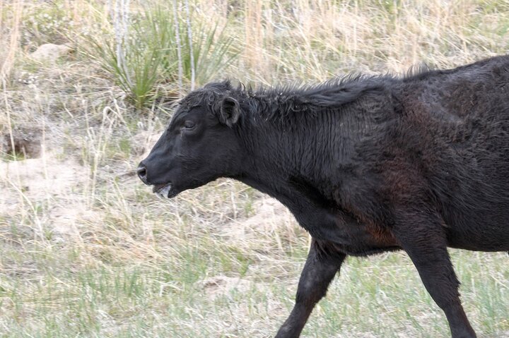 Heat stressed yearling