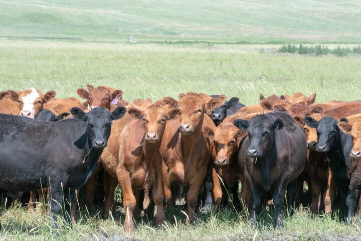 Yearlings on pasture