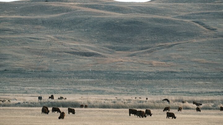 Cows grazing