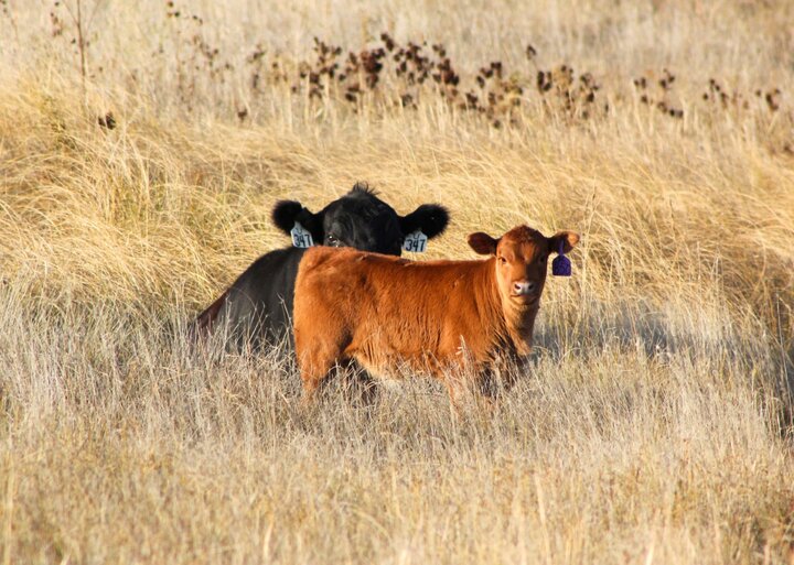 Young calf with cows in pasture