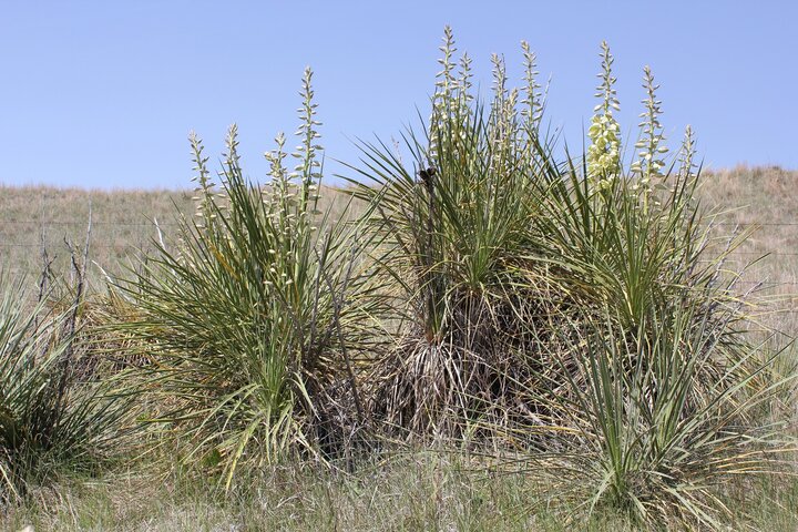 Yucca