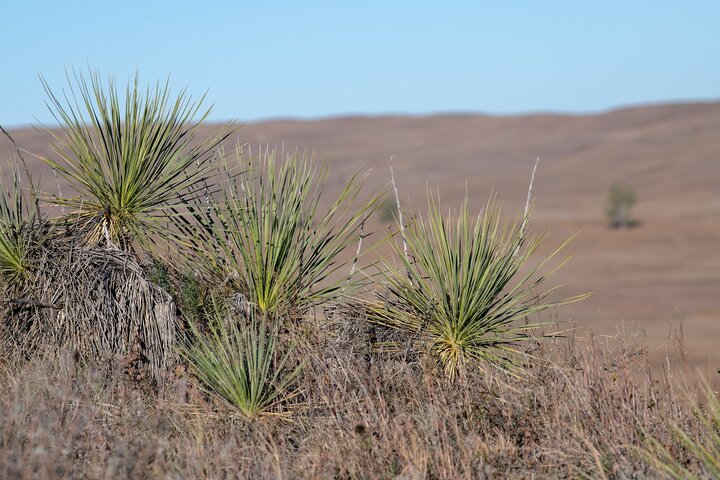 Yucca plants