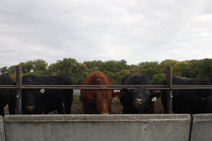cattle feeding out of a bunk