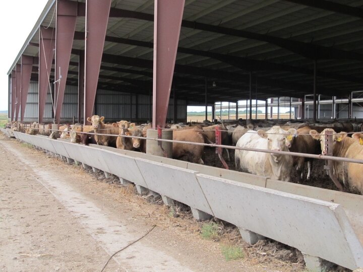 A group of cattle