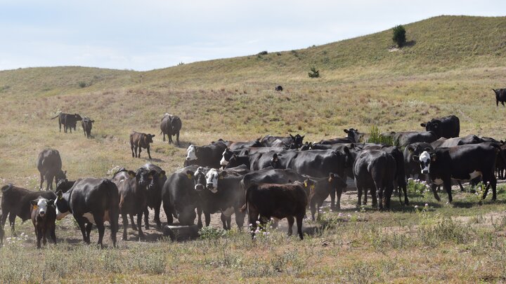Cows around a water tank in the Nebraska Sandhills