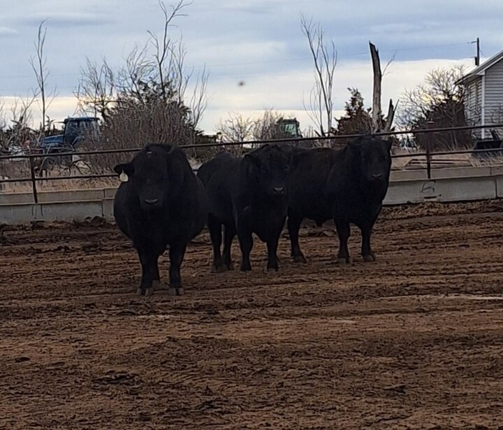 Three black bulls in a pen.