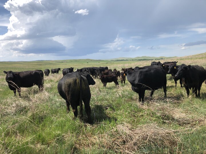 cattle grazing in a pasture