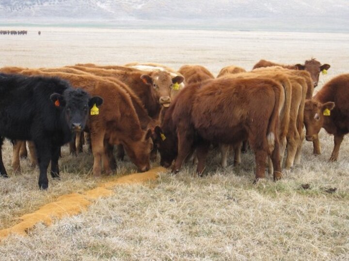 Cows feeding on distillers grains