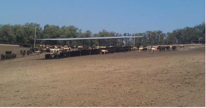  Ganado en un corral de engorde.