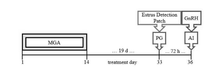 Figure 1. Melengestrol acetate – prostaglandin F2α (PG) timed artificial insemination protocol. Melengestrol acetate is fed from Day 1 to 14 and PG is administered on Day 33 along with an aid to detect estrus. Heifers are inseminated on Day 36 and heifers not exhibiting estrus are administered gonadrotropin releasing hormone. Beef Reproduction Task Force; BeefRepro.org.
