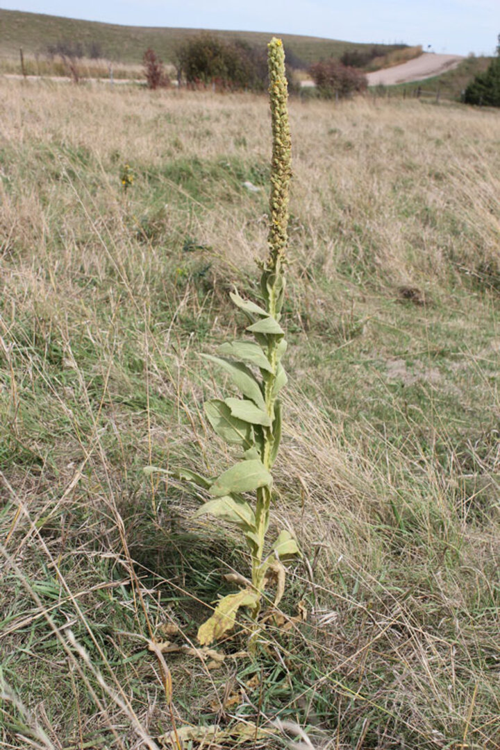 Common mullein in the field