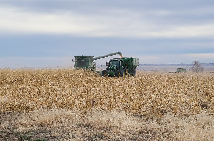 corn being harvested