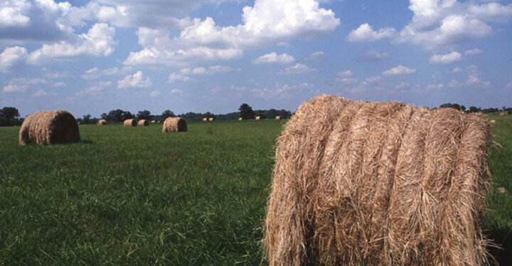 Bales of hay in a field