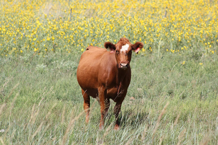 Cow standing in a field