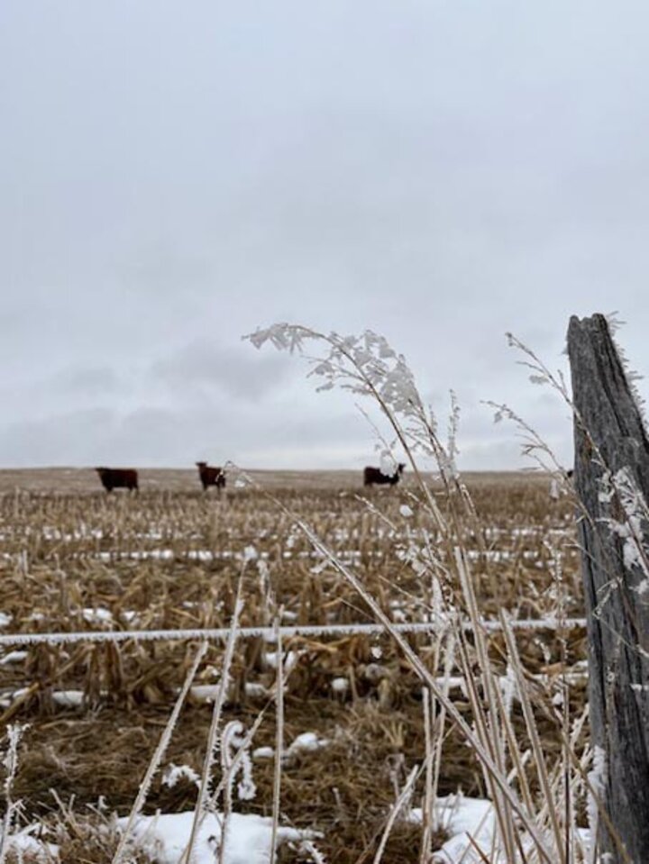 Cows grazing cornstalks