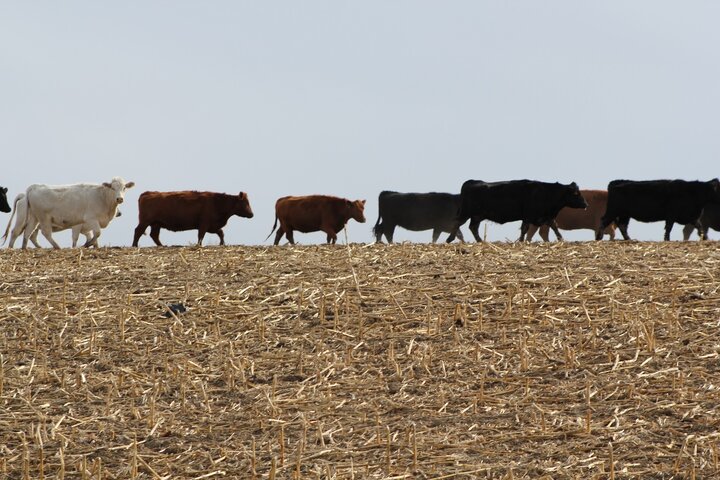 cattle grazing residue