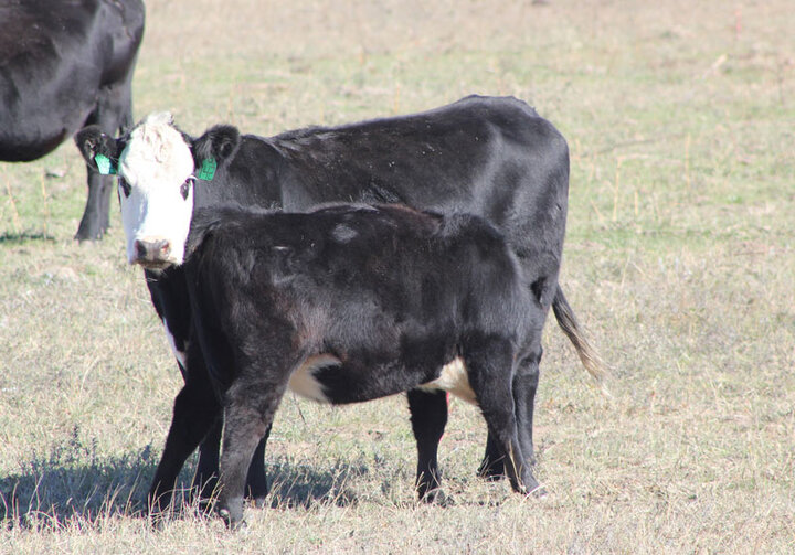 Calf in a field