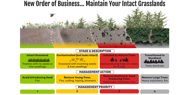 Guidance for reducing woody encroachment considers how management can be implemented across all stages of encroachment to reduce grassland exposure to invasive and problematic trees and their seeds.