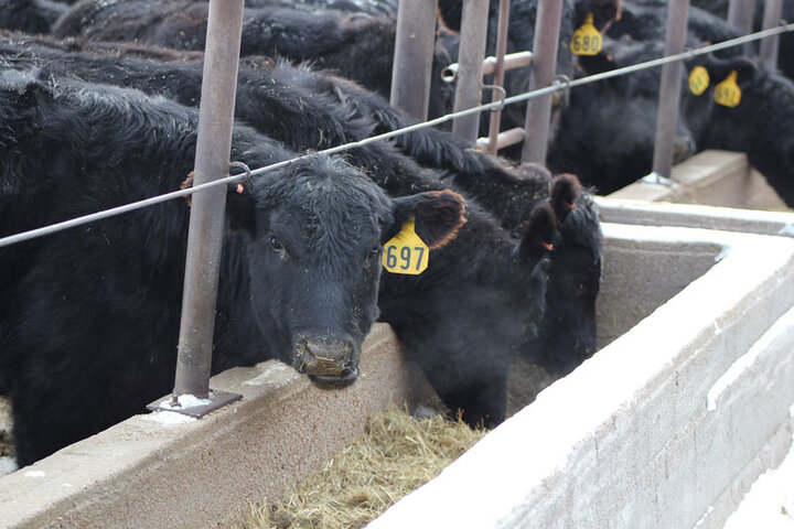 Cattle eating from a trough