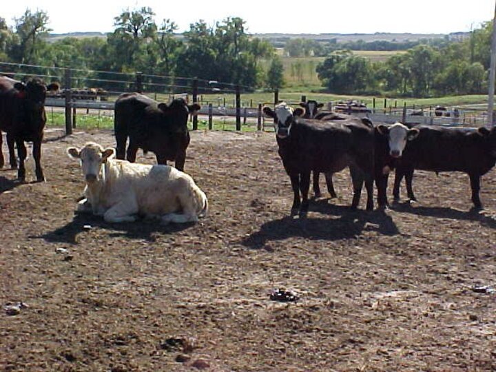 photo of cattle in feedlot