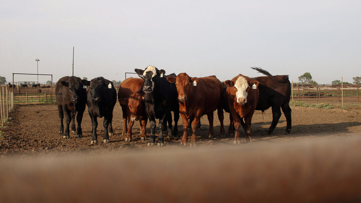 Group of cattle at the feedyard