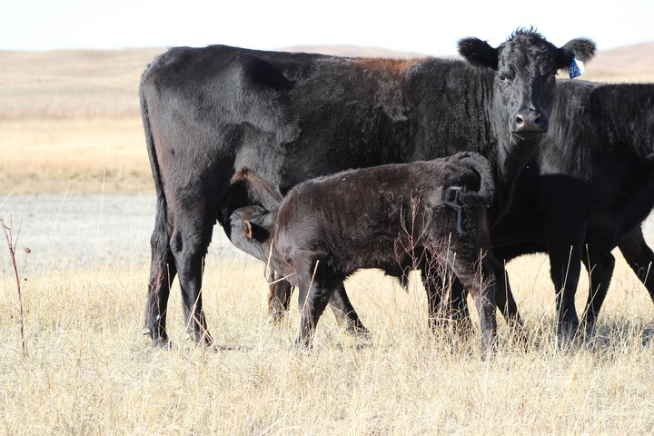 Cow and calf in a field