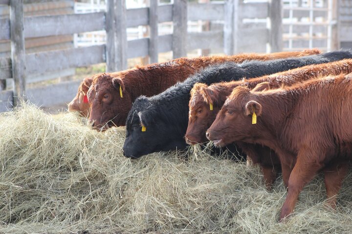 Group of cows eating hay