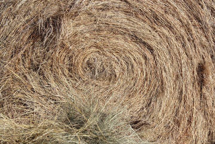 Close up of hay