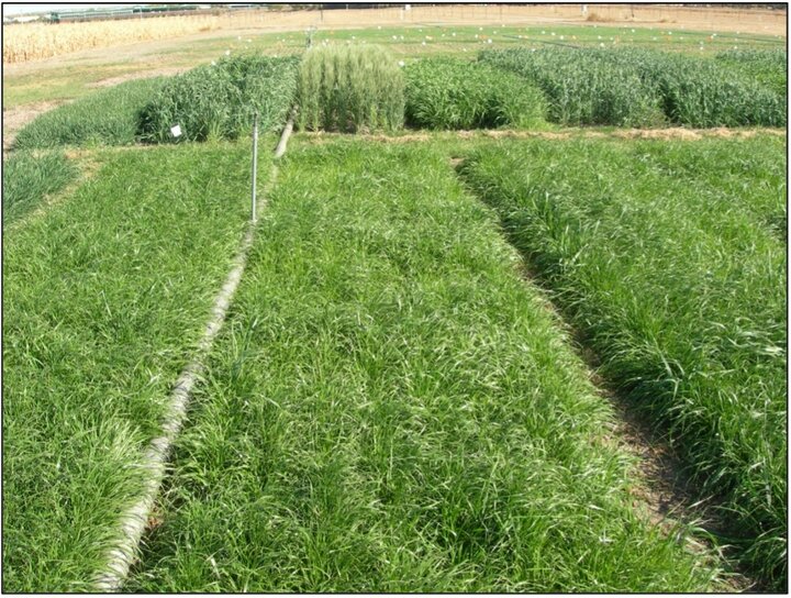 photo of test plots of annual ryegrass