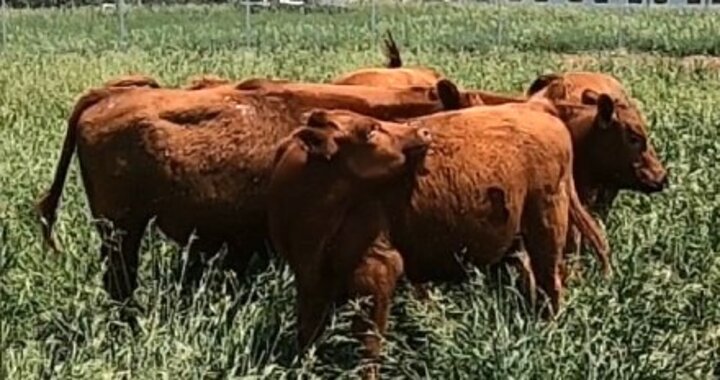 Red cattle tossing their heads to remove flies.