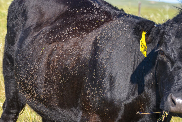 Horn flies on cow